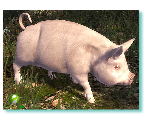 Pig Unity Pig | 3D Animals | Unity Asset Store