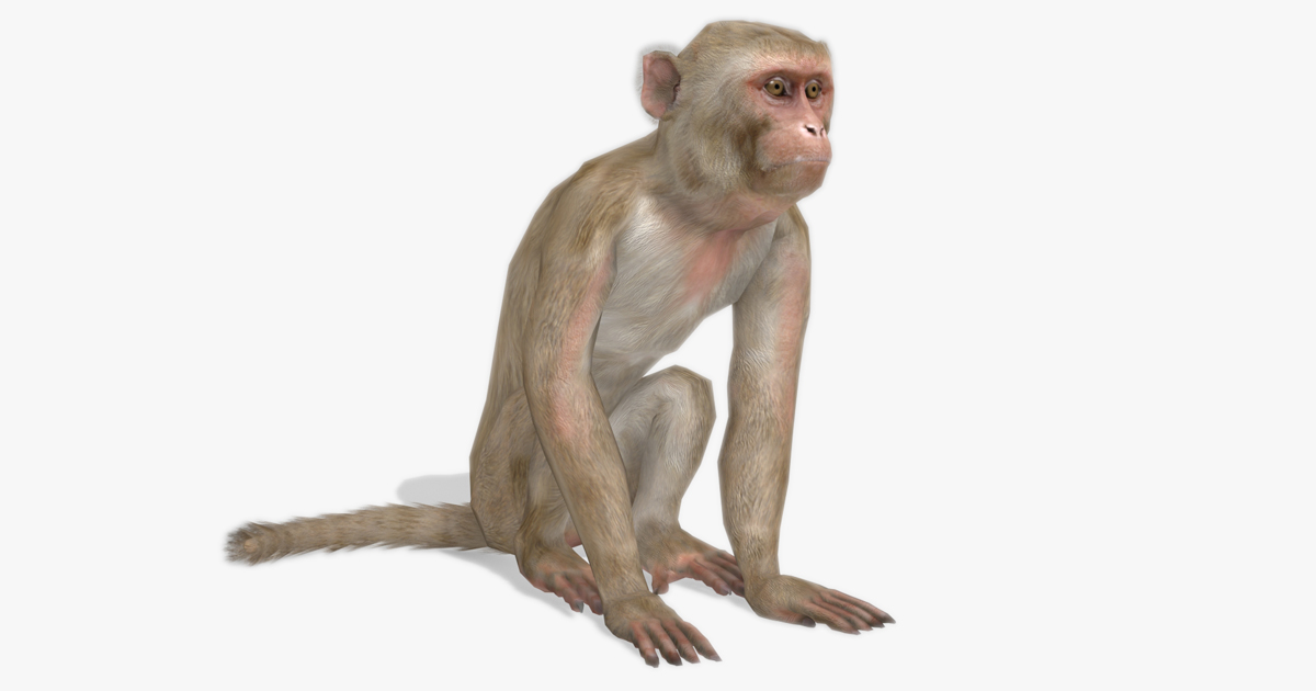 Macaque | Characters | Unity Asset Store