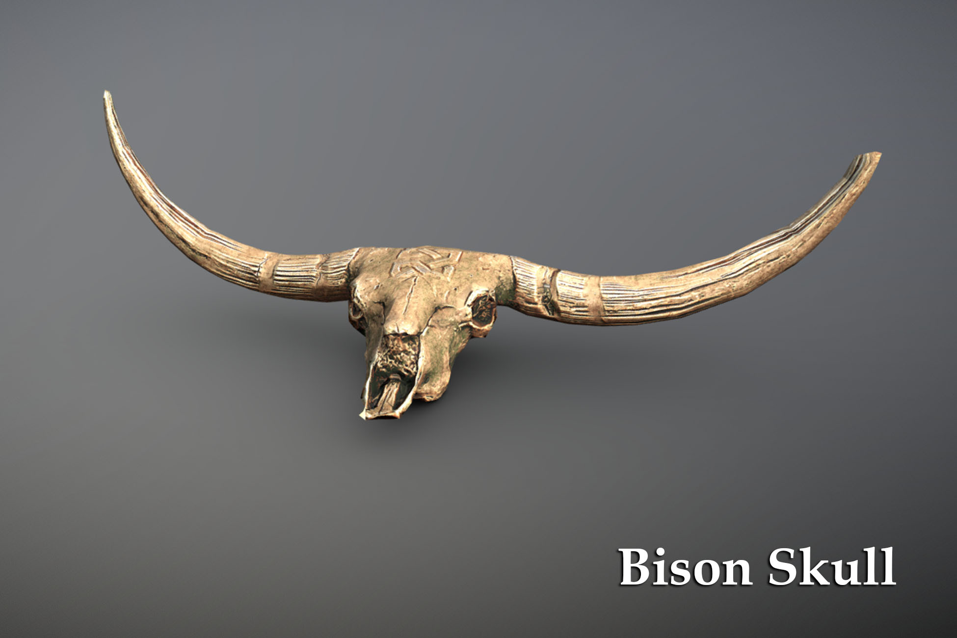 Bison Skull | 3D 인테리어 | Unity Asset Store