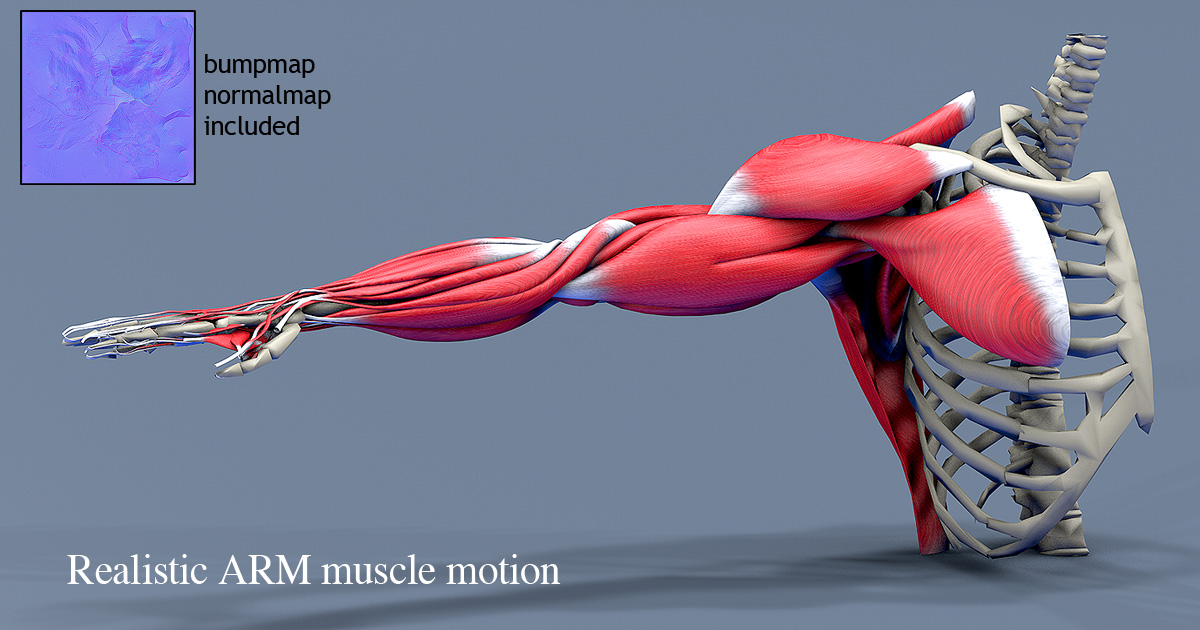 ARM muscles motion | 3D Characters | Unity Asset Store