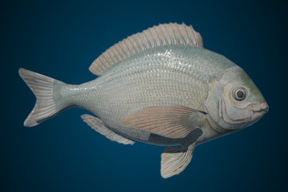 Animated Fish (Black Seabream)