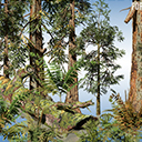 West Coast Redwood Forest Pack (v8)