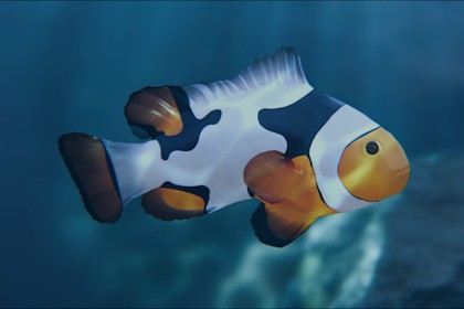 Clownfish Picasso
