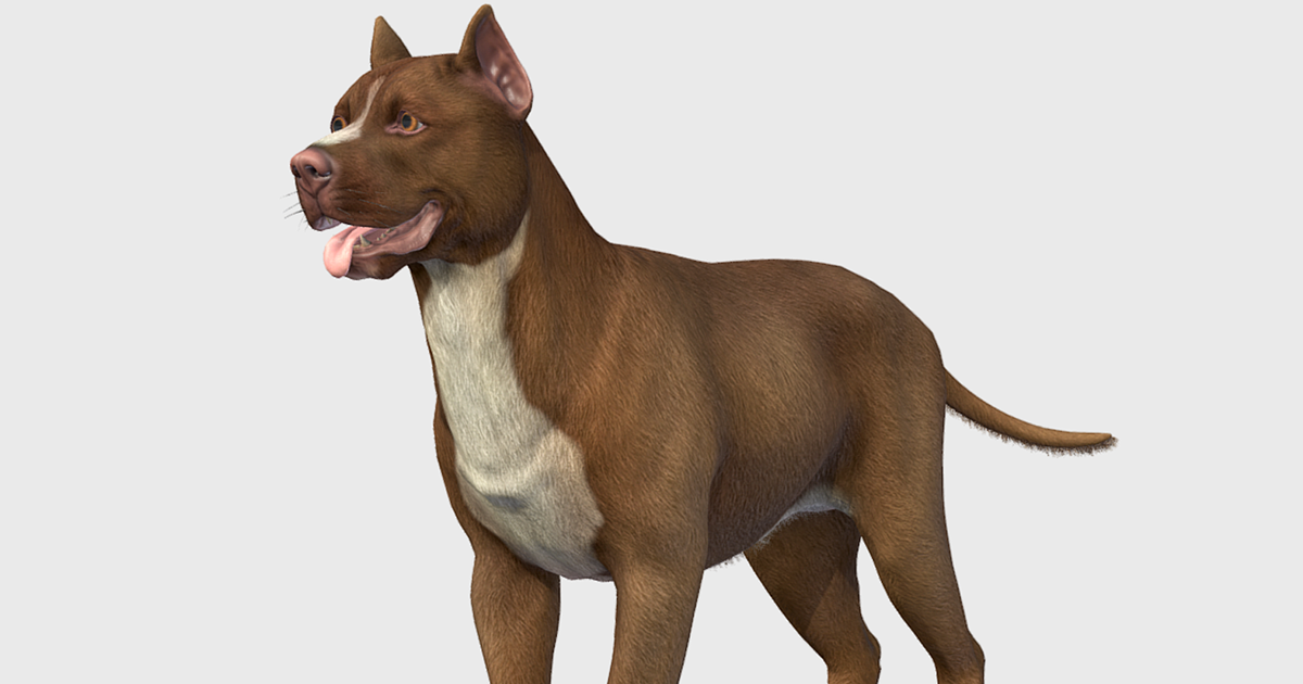 Dog Pitbull 3D Animals Unity Asset Store