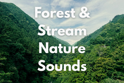 Forest & Stream Nature Sounds