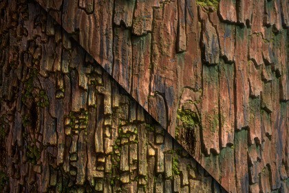 Tree Bark Texture & Material Vol. 06