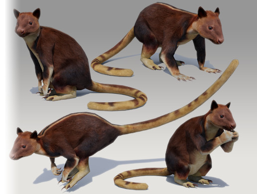 tree kangaroo asset store