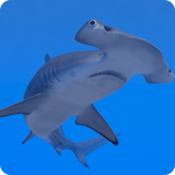 Hammerhead Shark