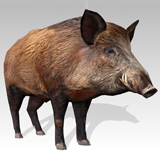Wild boar Animated