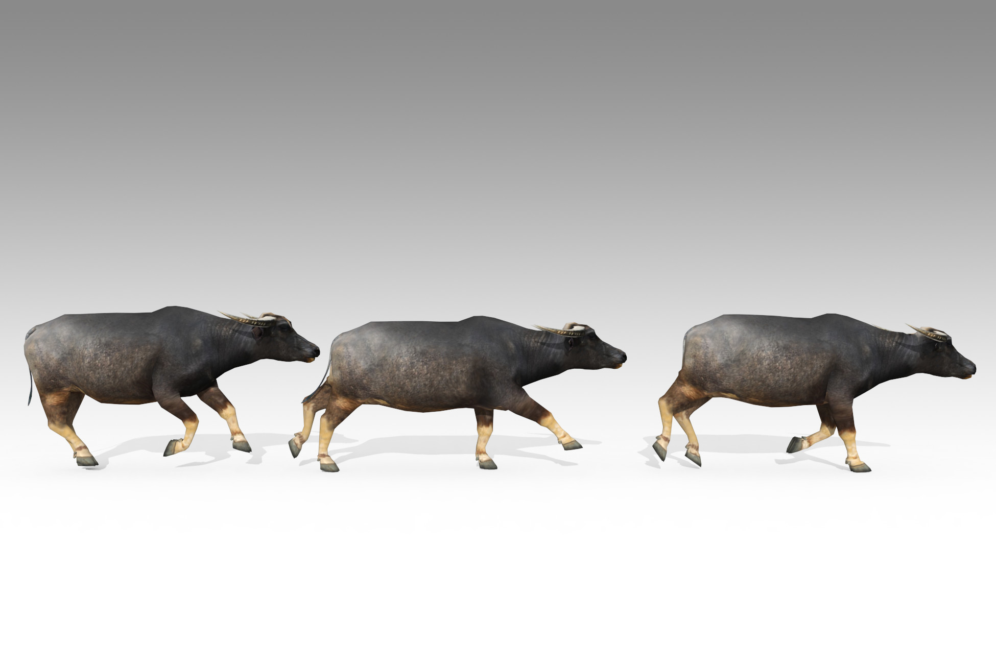 Bison Unity Water Buffalo Animated | Characters | Unity Asset Store