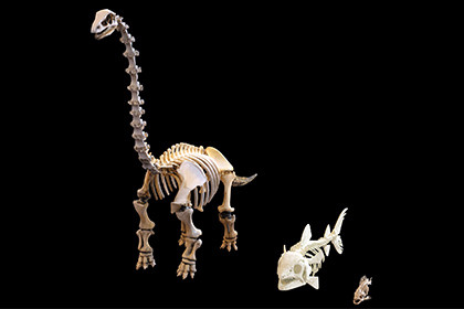 Skeletons Mini Set 3 Detailed Bone Creatures Collection - Free lowpoly 3D models