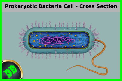 Prokaryotic Bacteria Cell - Cross Sections
