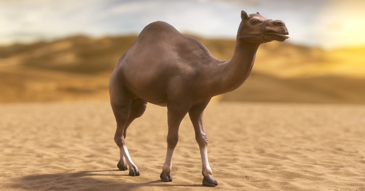 Camel f. Camel f