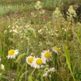 Swaying Grass and Herbs LITE