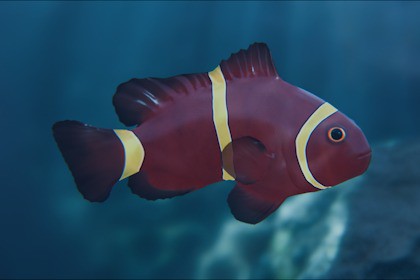 Clownfish Gold Stripped Maroon