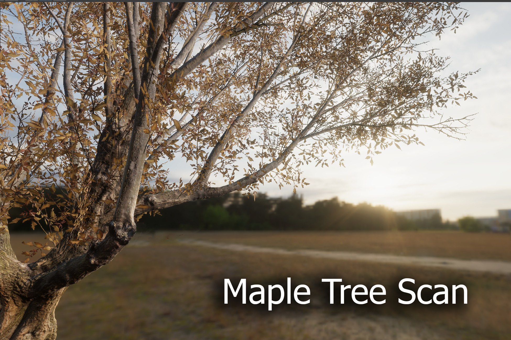 Maple Tree Scan HDRP | 3D Trees | Unity Asset Store