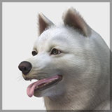 Dog - Samoyed