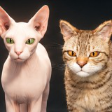 Realistic Cat Pack - Customizable Fur