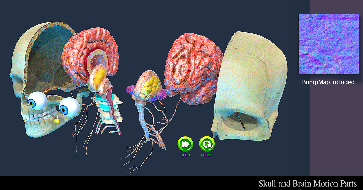 Unity Brain Map Skull and Brain | 3D Characters | Unity Asset Store
