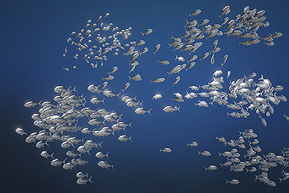 School Fish 100 - GPU Animated Fish