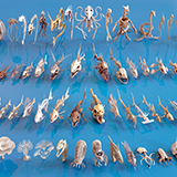 Fish and Underwater Creatures Skeleton Collection – Marine Bone 3D Asset Pack