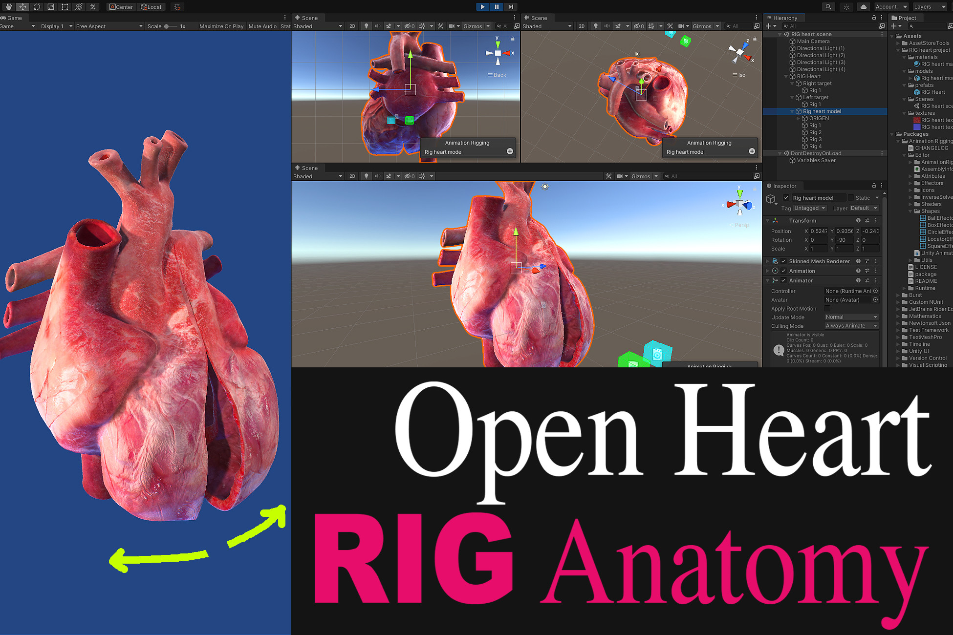 RIG Open Heart Cardiac Cycle | 3D キャラクター | Unity Asset Store