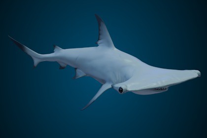 Animated Hammerhead Shark (02)