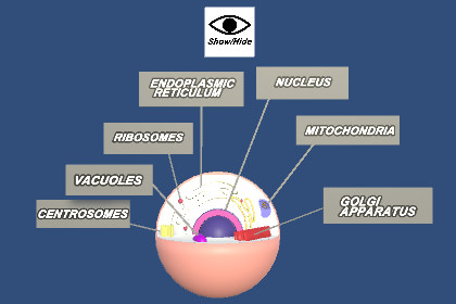 Animal Cell - 3D/Education/STEM/Classroom