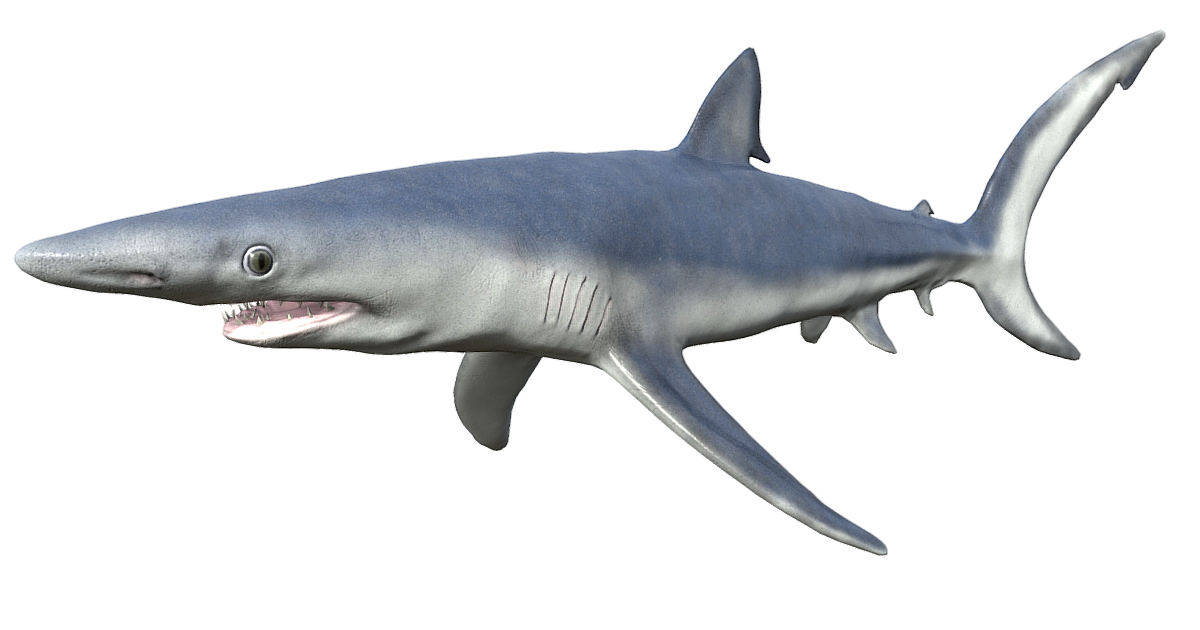 Great Blue Shark | Characters | Unity Asset Store