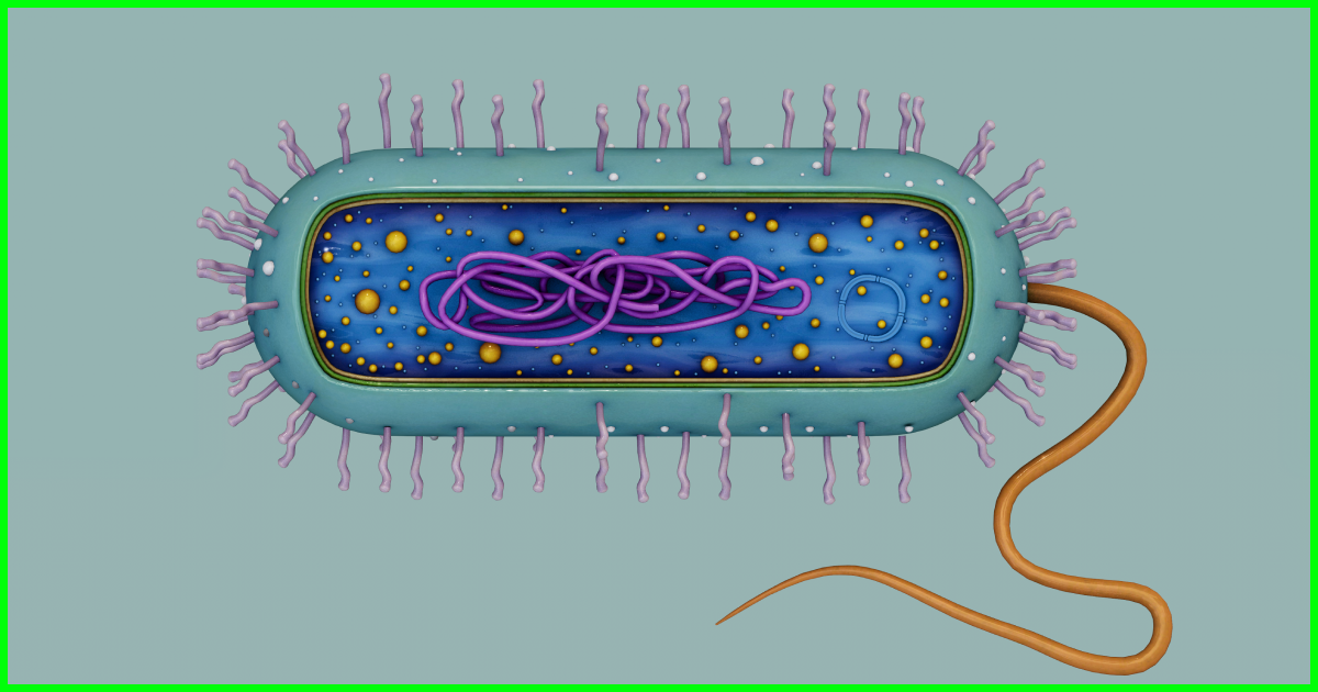 Prokaryotic Bacteria Cell - Cross Sections | 3D Props | Unity Asset Store