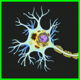 Neuron Nerve Cell -Cross Section