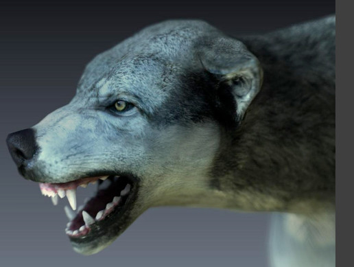 Wolf | Characters | Unity Asset Store