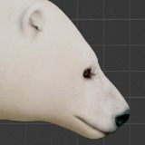 Polar Bear (AnimalDev)