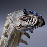 MONSTER: ECHIDNARCHARIAS