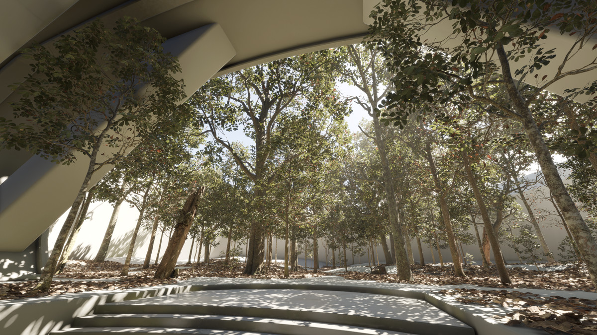 Forest Oak Trees
