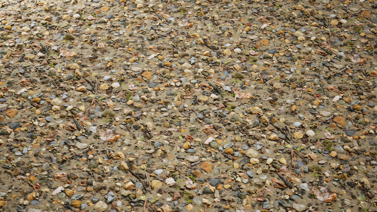 Realistic Materials - Forest Ground 2
