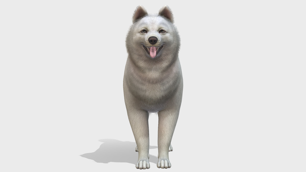 Dog - Samoyed