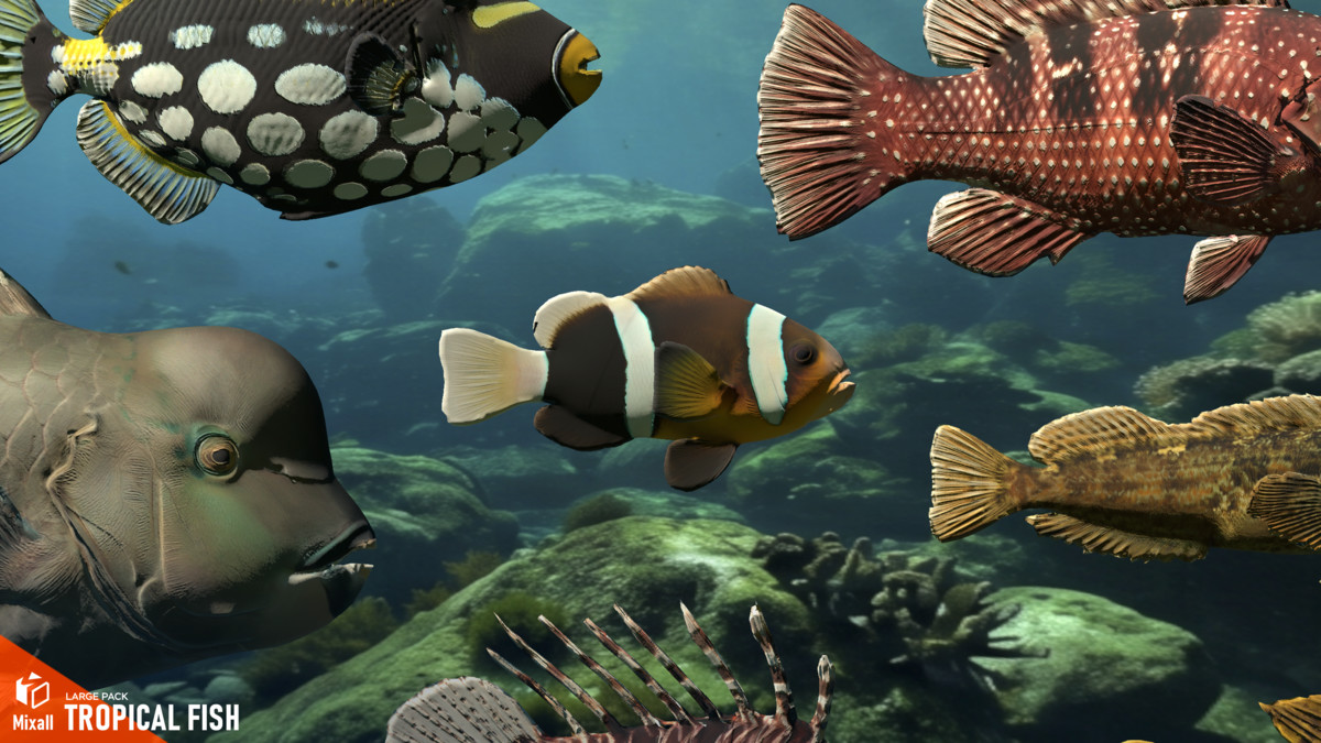 Tropical fish - large pack