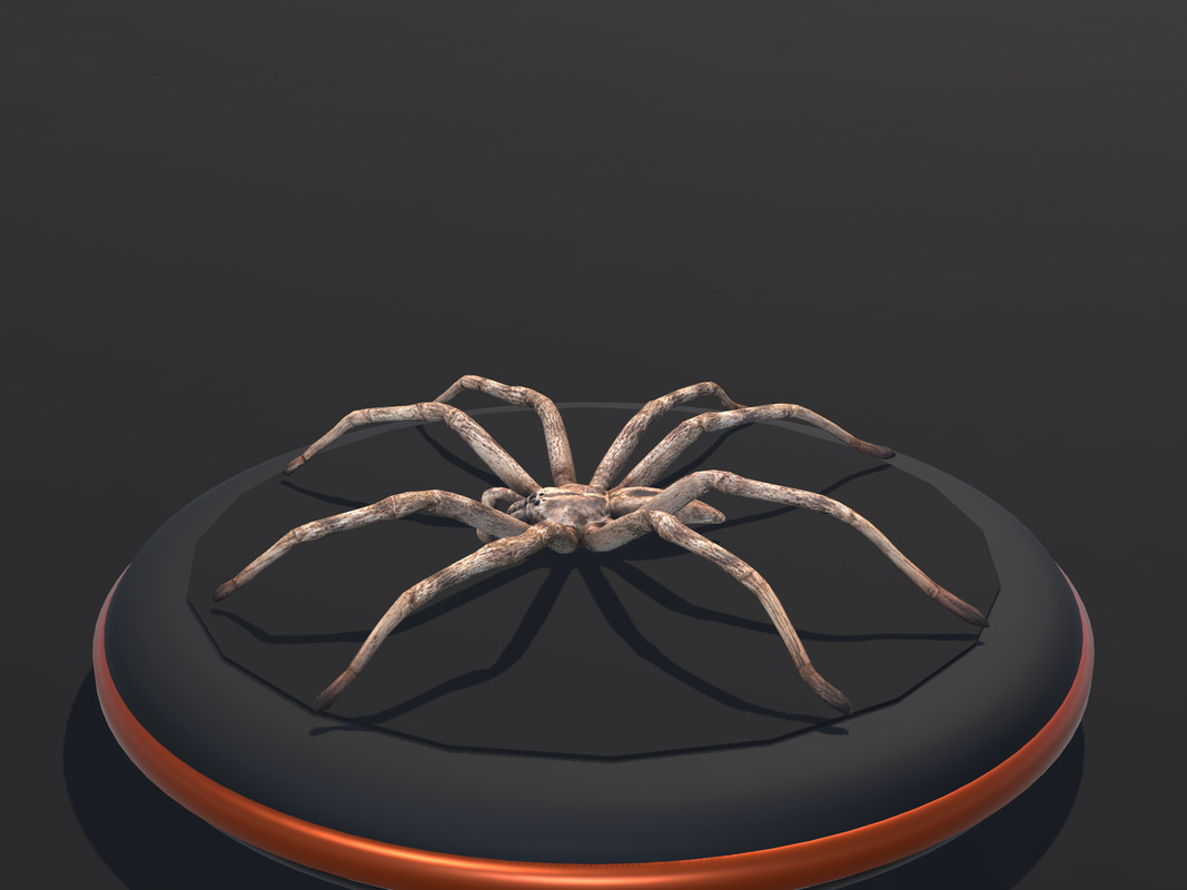 Arachnid Collection — 4 Animated Spiders