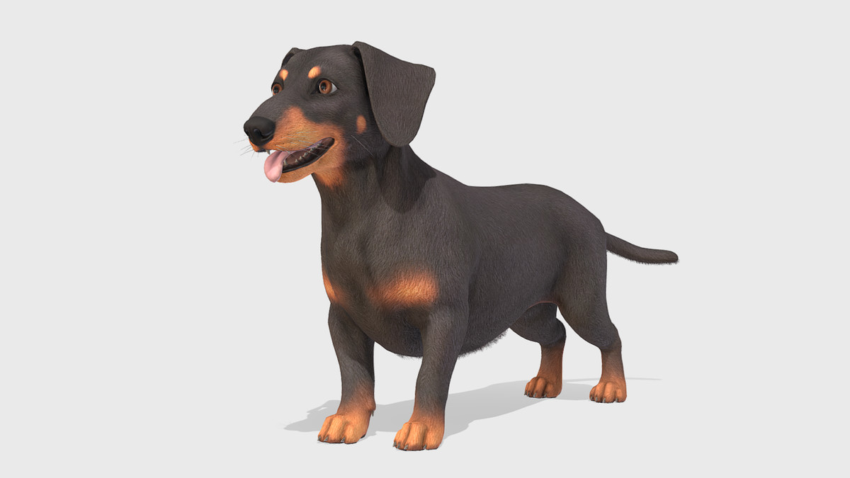 Dog -- Dachshund