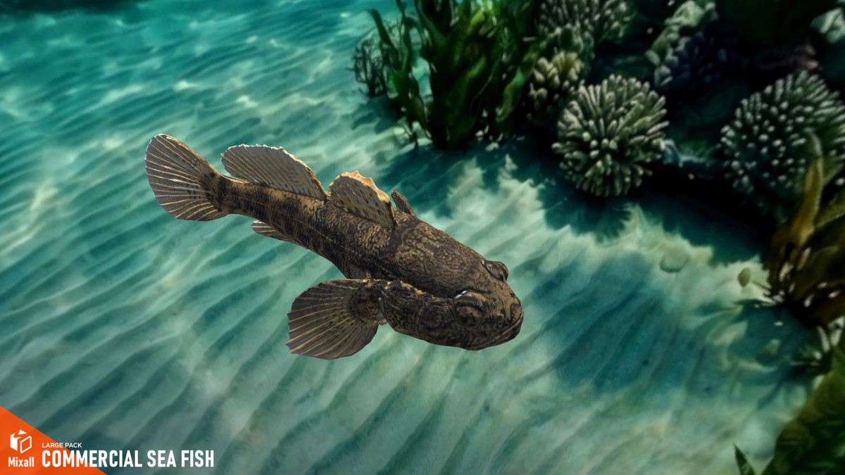 Commercial sea fish - large pack