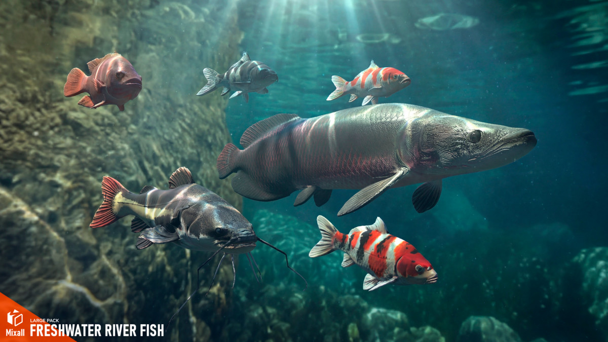 Freshwater river fish - large pack