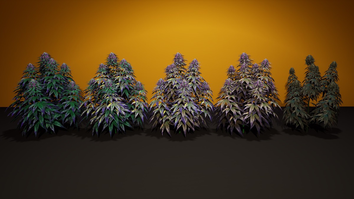 Cannabis (Hemp) Plant 3D Models Pack