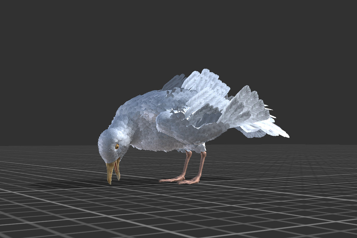 Seagull Feathered