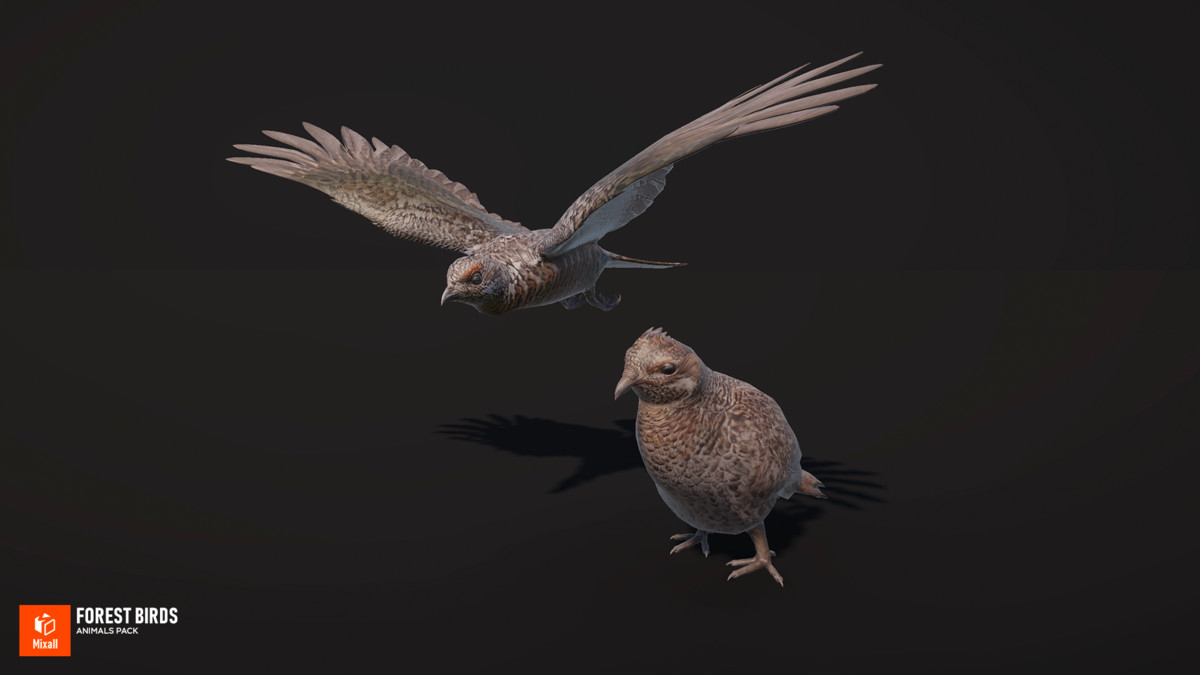 Forest birds - animals pack