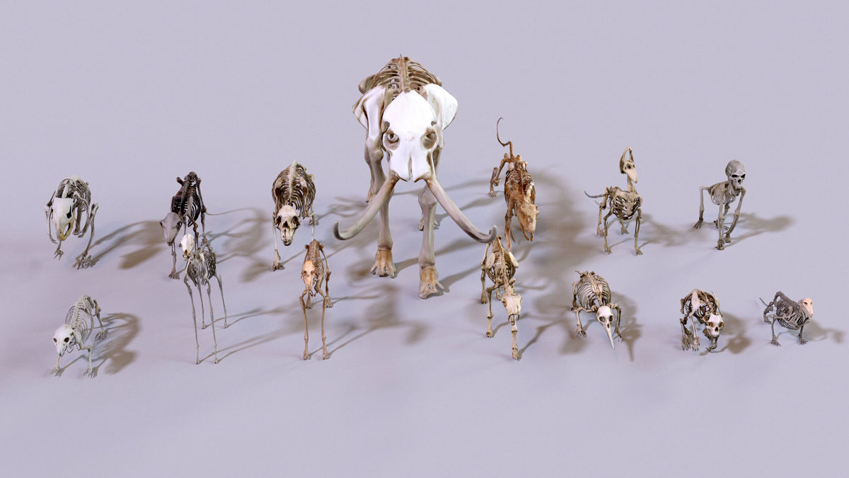 Ultimate Skeleton and Skull Pack. Game-ready low-poly assets