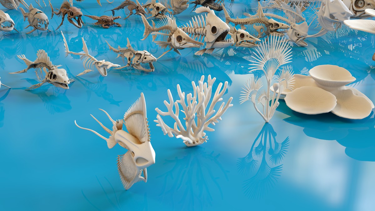 Fish and Underwater Creatures Skeleton Collection – Marine Bone 3D Asset Pack