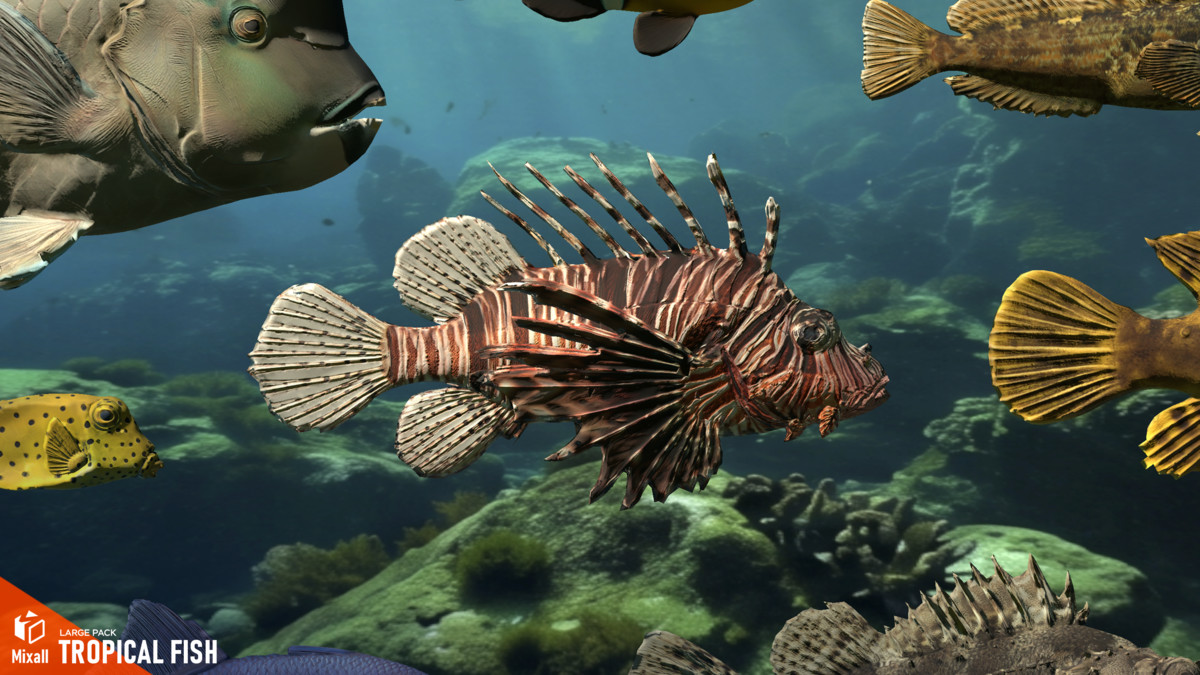 Tropical fish - large pack