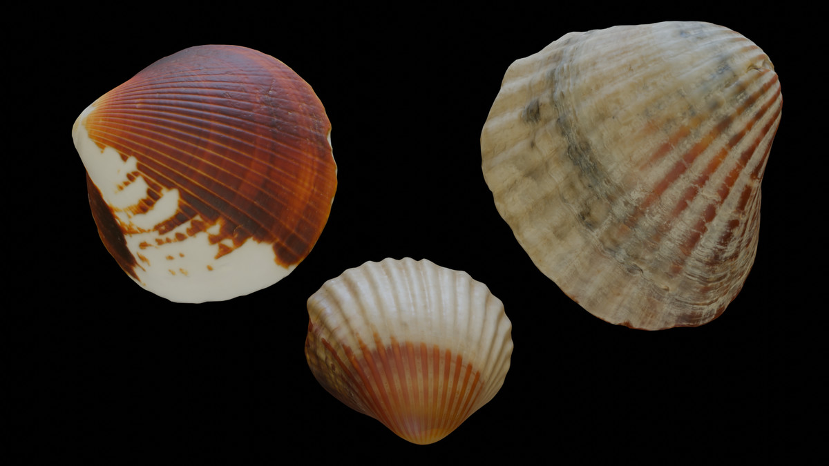 SeaShells Pack Vol 1