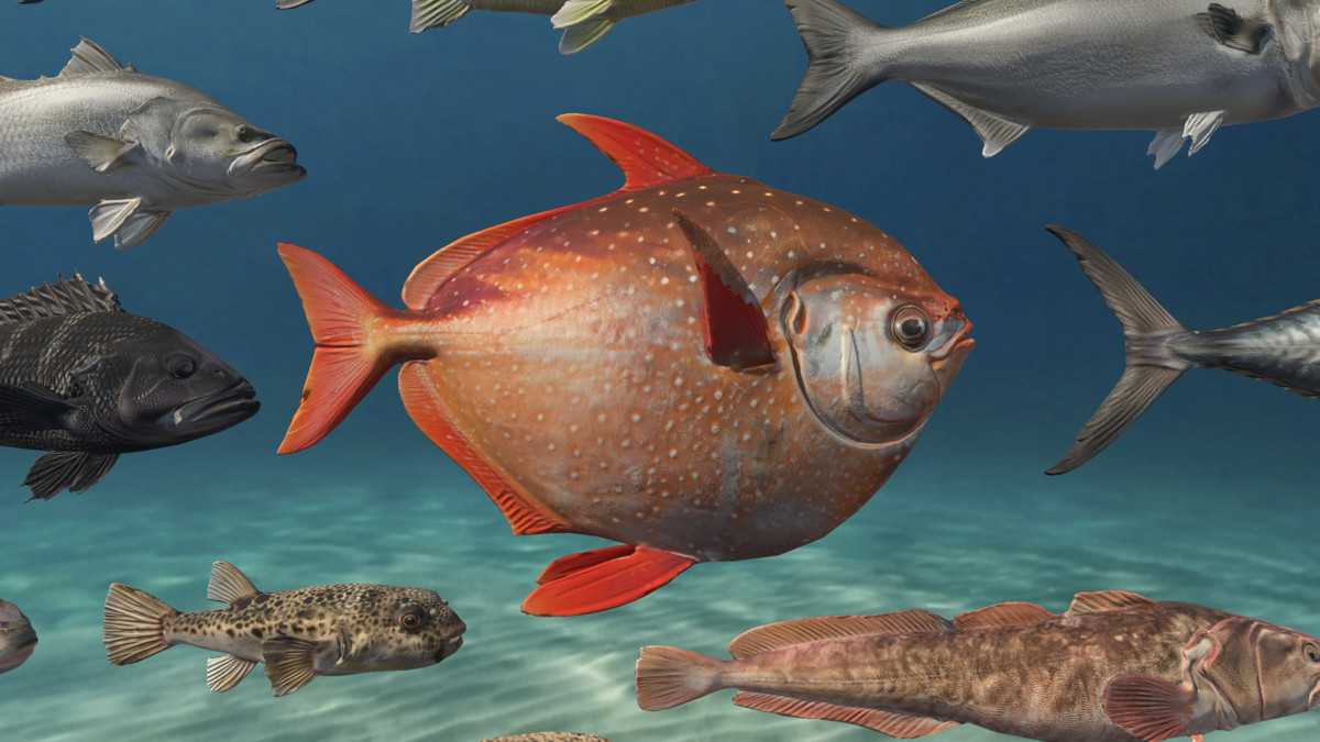 Sea fish - large pack